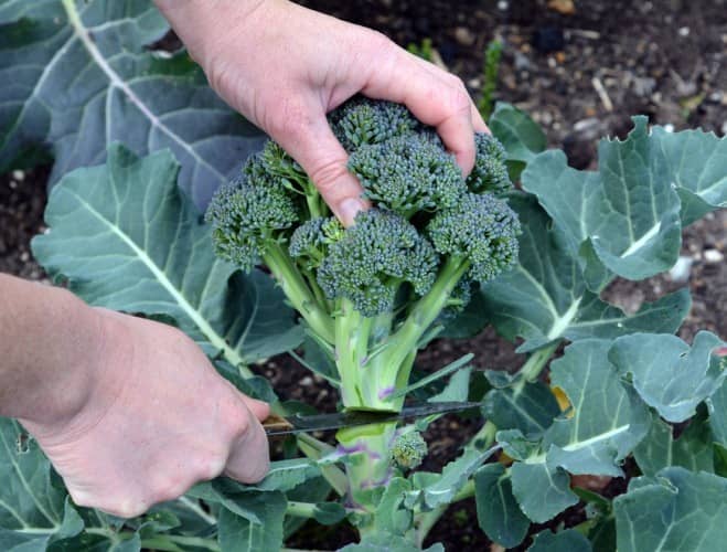 cosechar brócoli