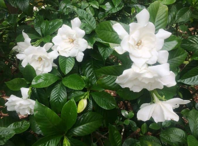 cuidados de la gardenia