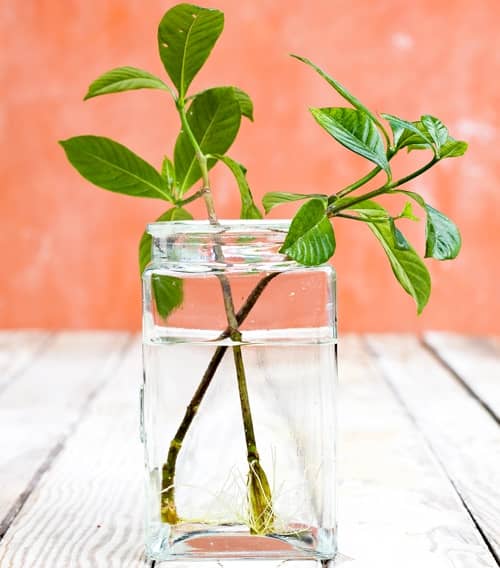 Cómo cultivar Gardenia (jazmín del cabo) y sus cuidados - Eco Jardín Mágico