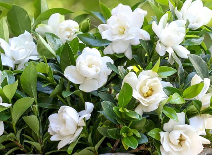 sembrar y cultivar gardenia