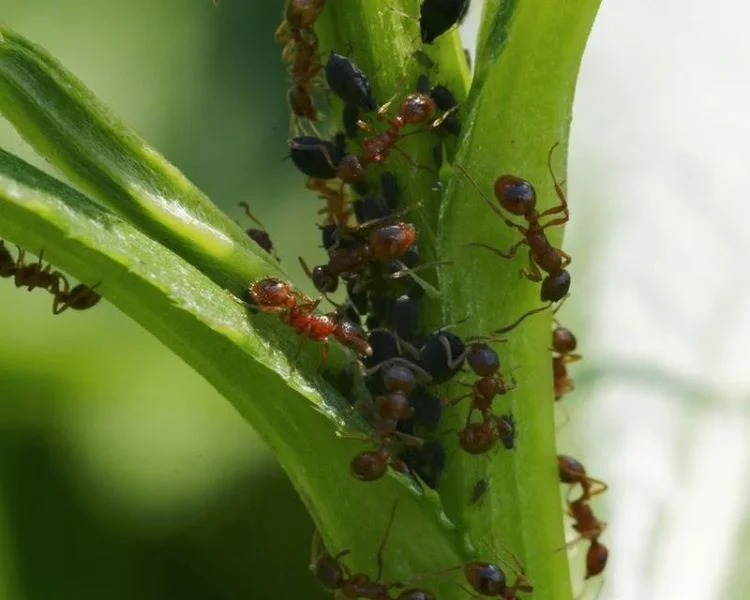 usar cúrcuma para las plantas pesticida natural