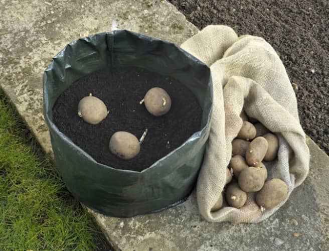 Comment faire pousser des pommes de terre en pot