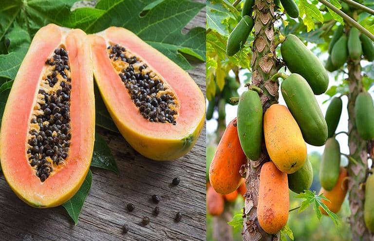 sembrar y cultivar papaya