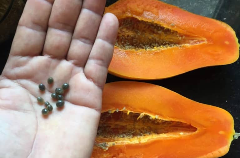 sembrar papaya