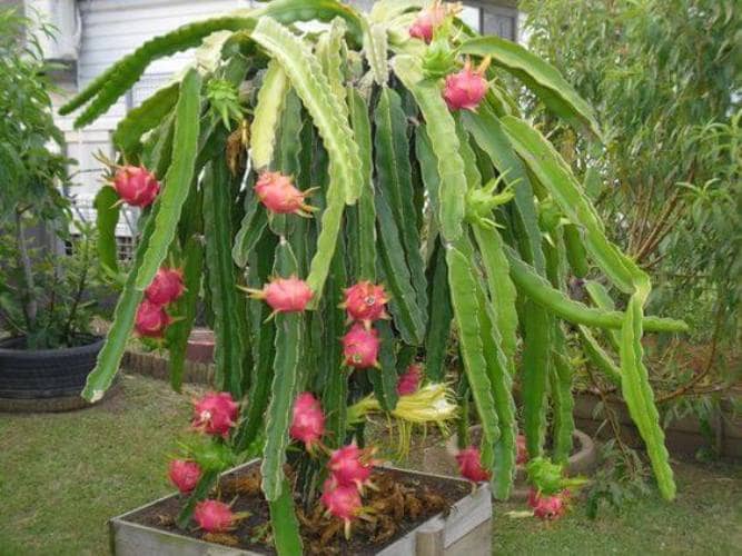 cultivar pitahaya