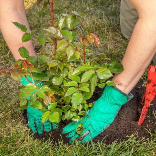 cómo plantar y cultivar un rosal rosas