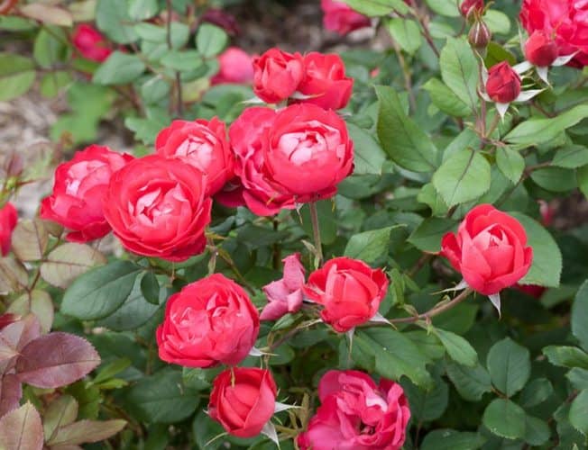 fleurs comestibles rose
