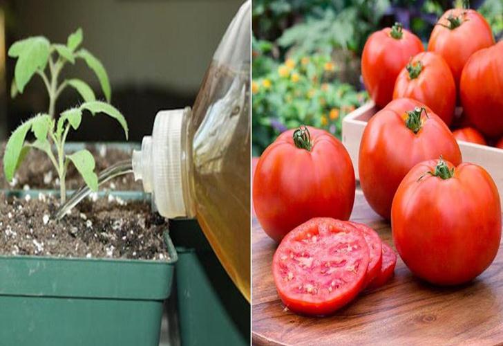 fertiliser les tomates