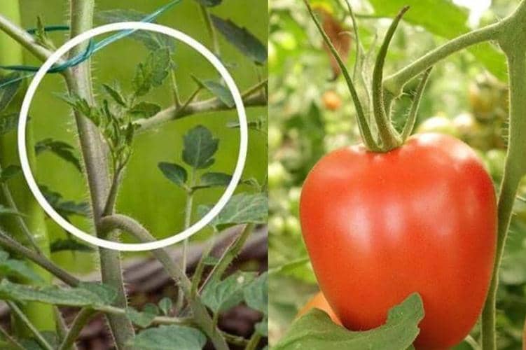 reproducir esquejes de tomates