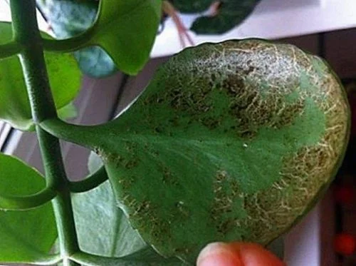 enfermedades del kalanchoe