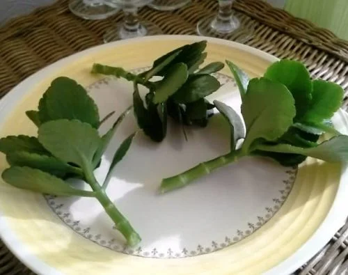 propagar kalanchoe