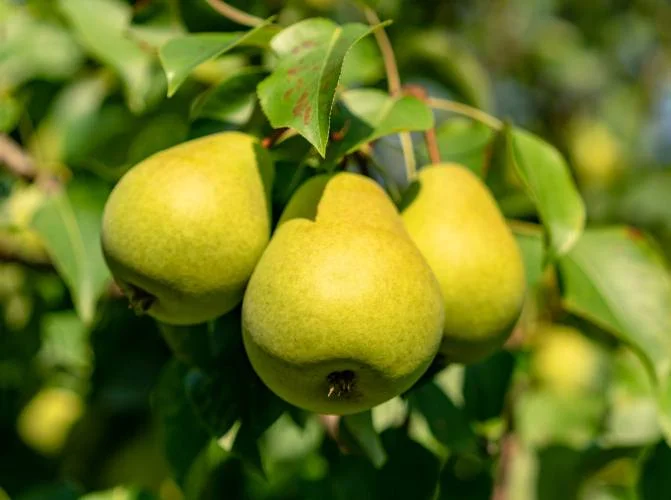 cultivar peras
