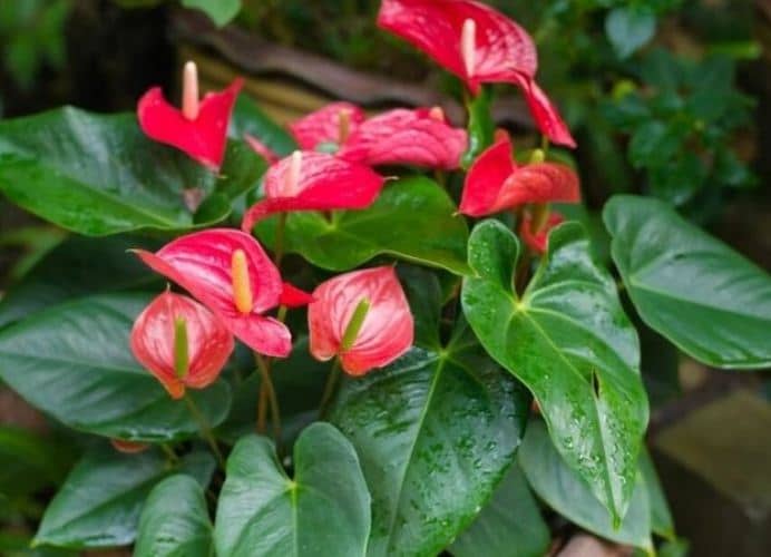 plantas para el baño Anturio