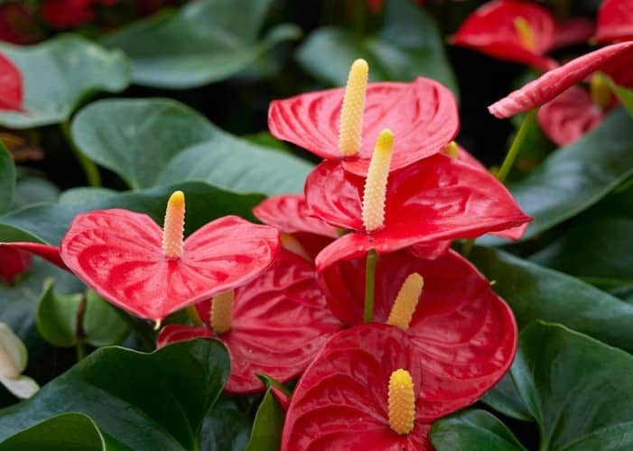 cultivar anturios