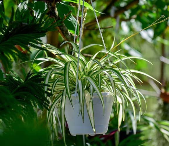 Condiciones ideales para cultivar cinta