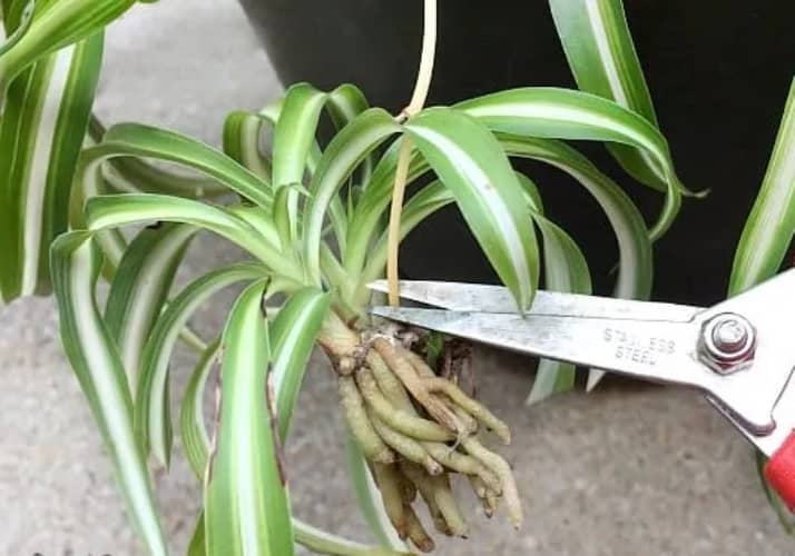 Cultivar cinta a partir de esqueje