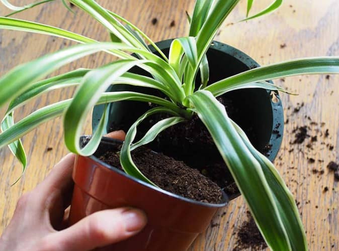 Trasplantar planta de cinta