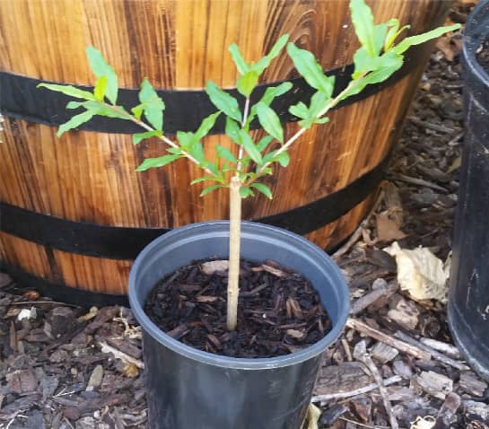 CÃ³mo plantar y cultivar un granado en macetas