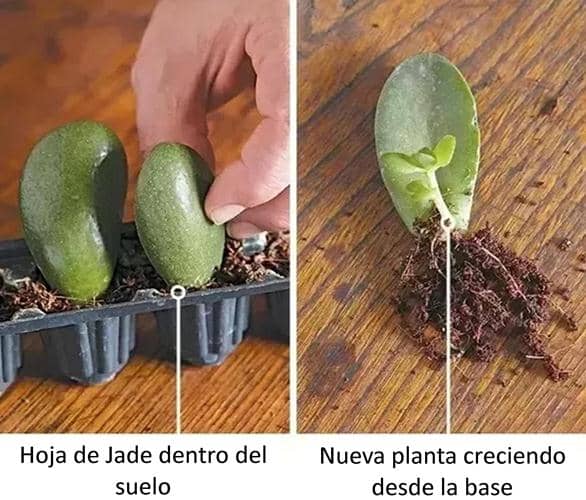 cultivar jade esquejes