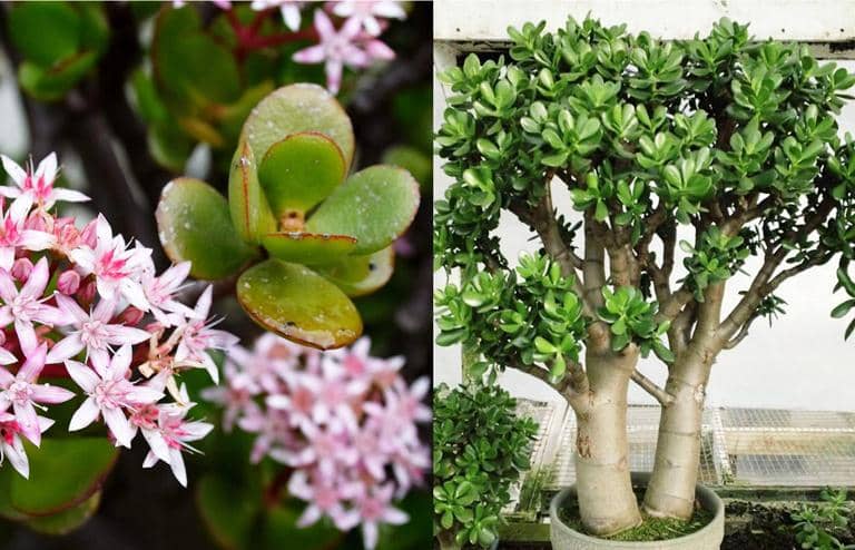cultivar jade