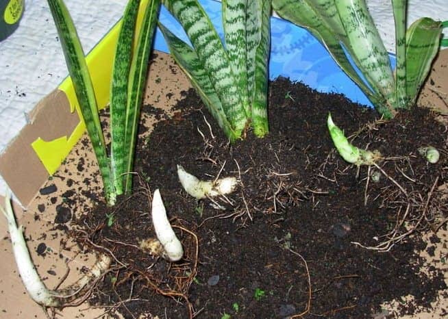 plantar rizomas de sansevieria