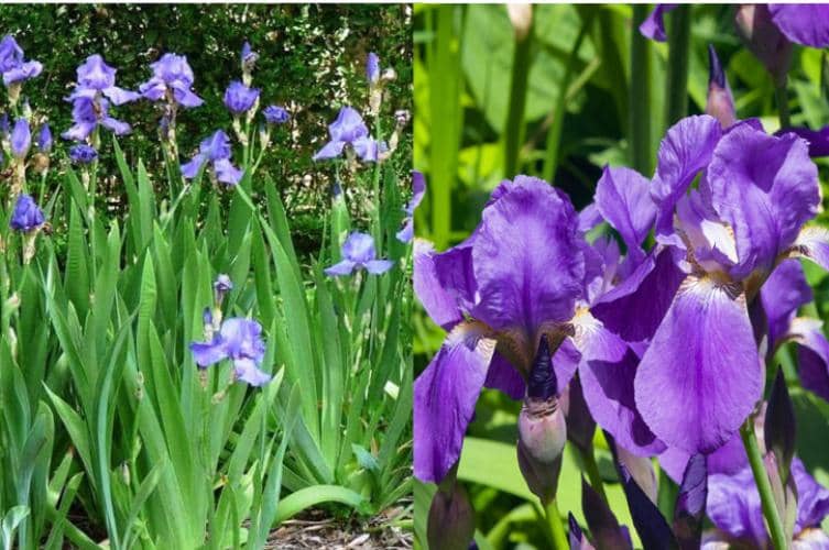 Propagar y cultivar Lirio azul (Iris germanica) y sus cuidados - Eco Jardín  Mágico