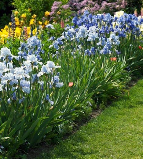 cultivar lirio azul