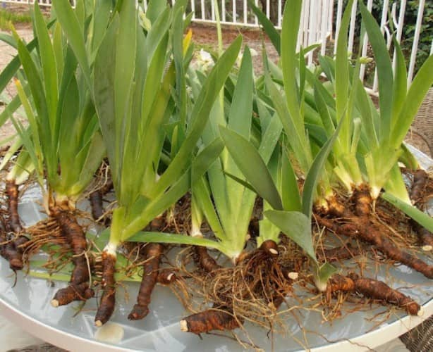 plantar bulbo de lirio azul