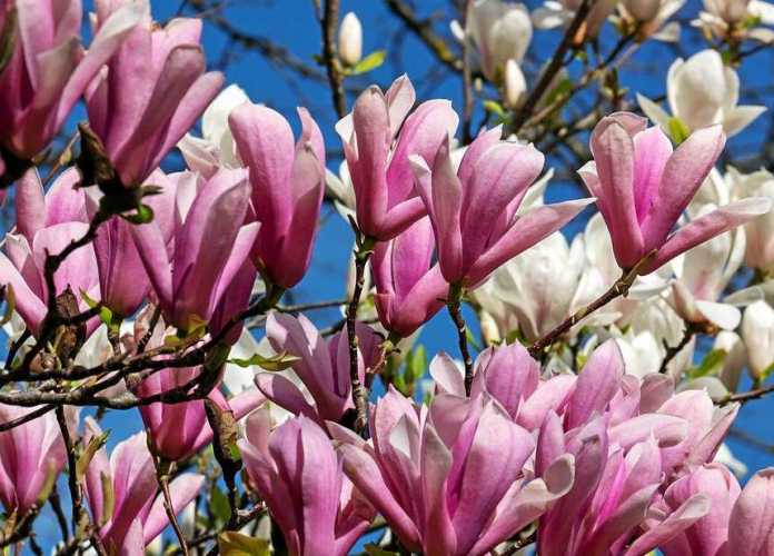 cultivar magnolia