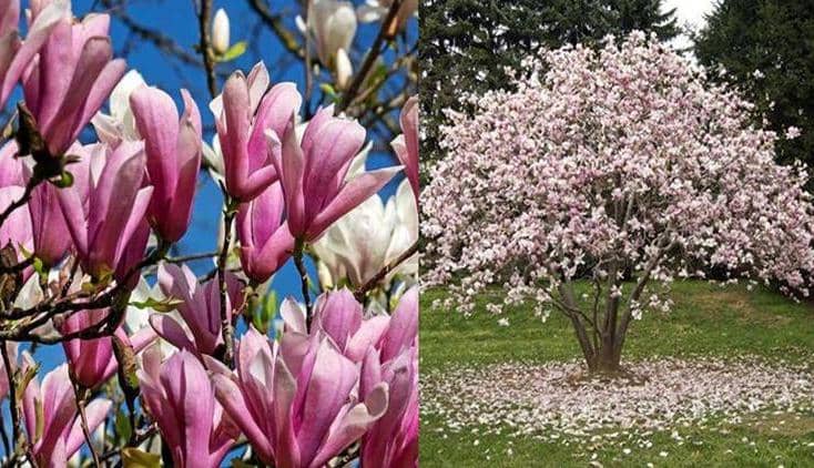 cultivar magnolia magnolio