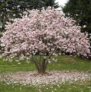 cuidados del magnolio