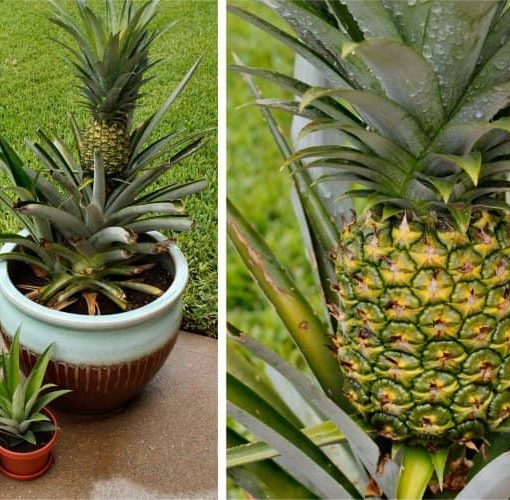 Cómo propagar una planta de Piña muy fácilmente y sus cuidados - Eco ...