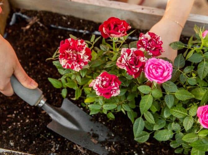 cultivar rosa en maceta