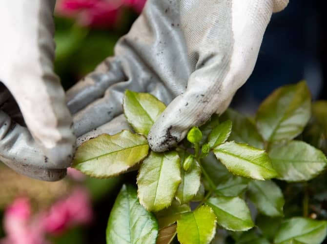 enfermedades y plagas de rosas en maceta