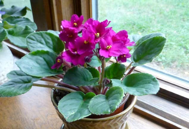 cultivar violeta africana