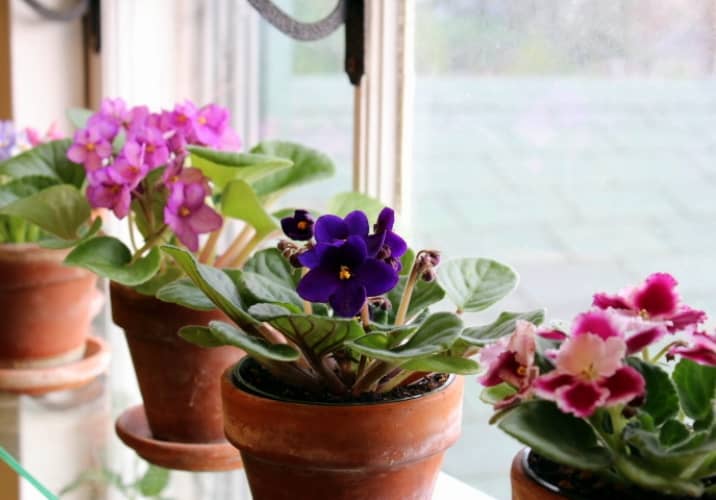 como cuidar planta violeta africana