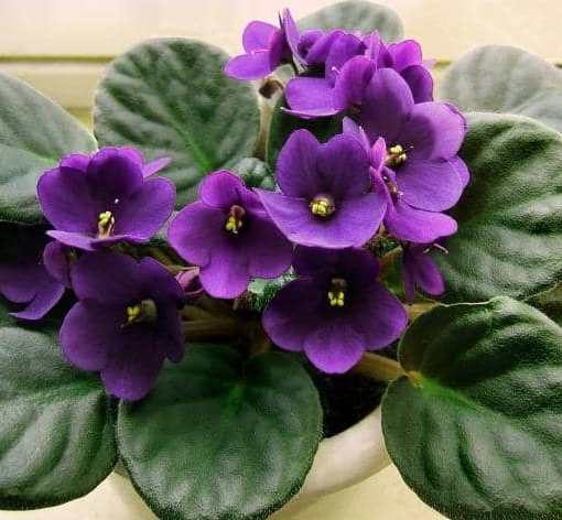 cultivar violeta africana