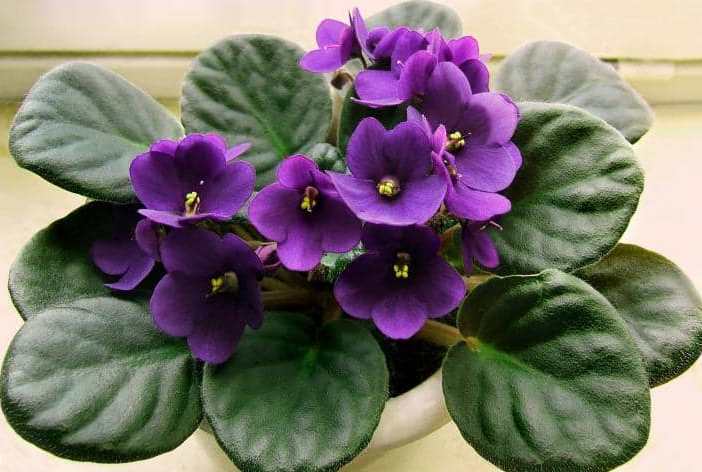 plantes qui fleurissent toute l'année violette africaine