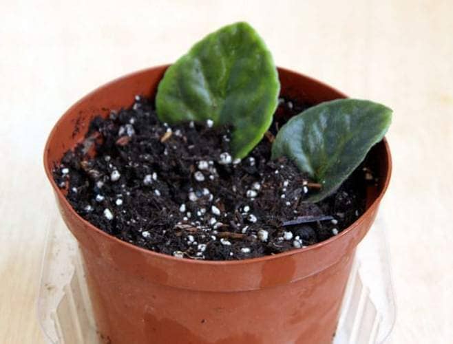propagar violeta africana en tierra