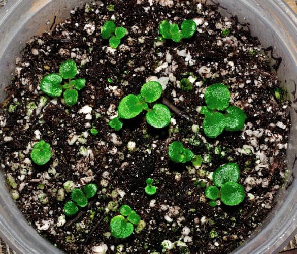 sembrar violeta africana