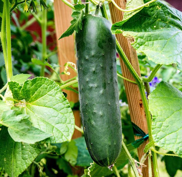 cultivar pepino