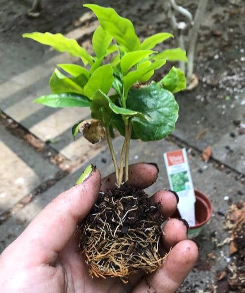 cultivar planta de café