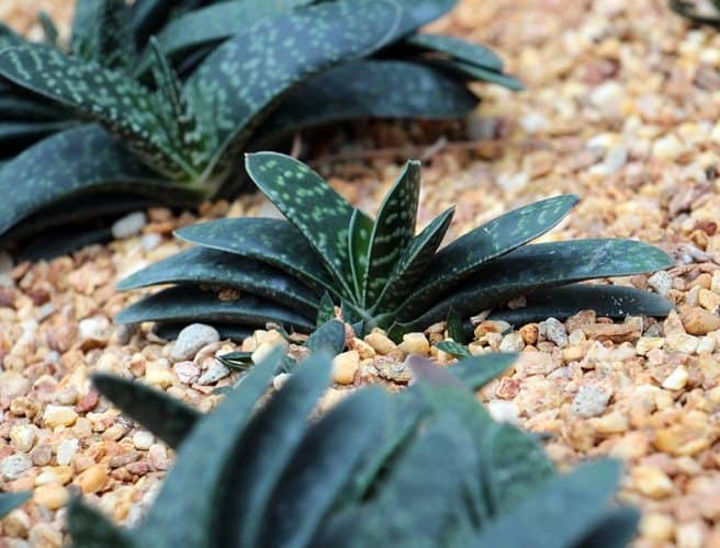 donde cultivar gasteria