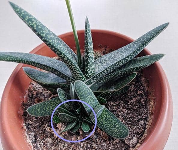 propagar gasteria