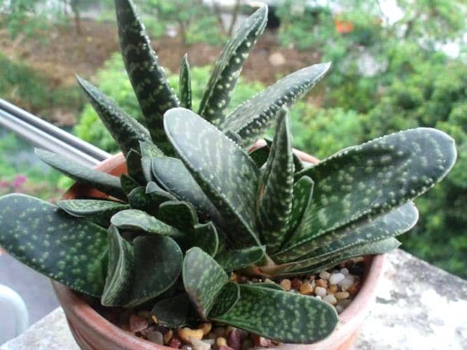 cultivar gasteria