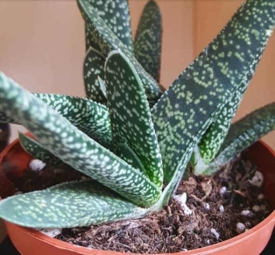 gasteria cuidados