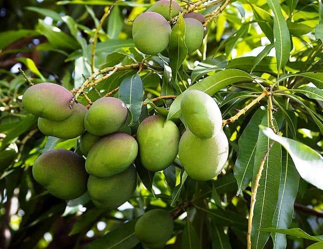 cultiver la mangue