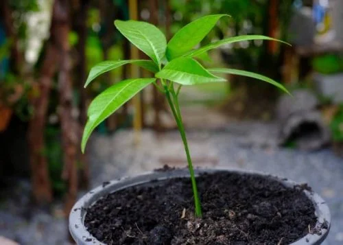 cultivar mango en el jardín