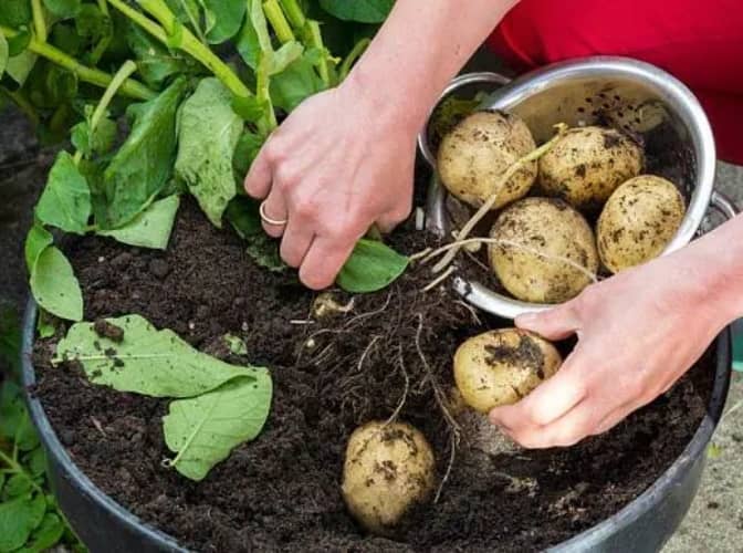 faire pousser des pommes de terre en pot