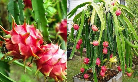 Cómo sembrar y cultivar Pitahaya de manera orgánica - Eco Jardín Mágico